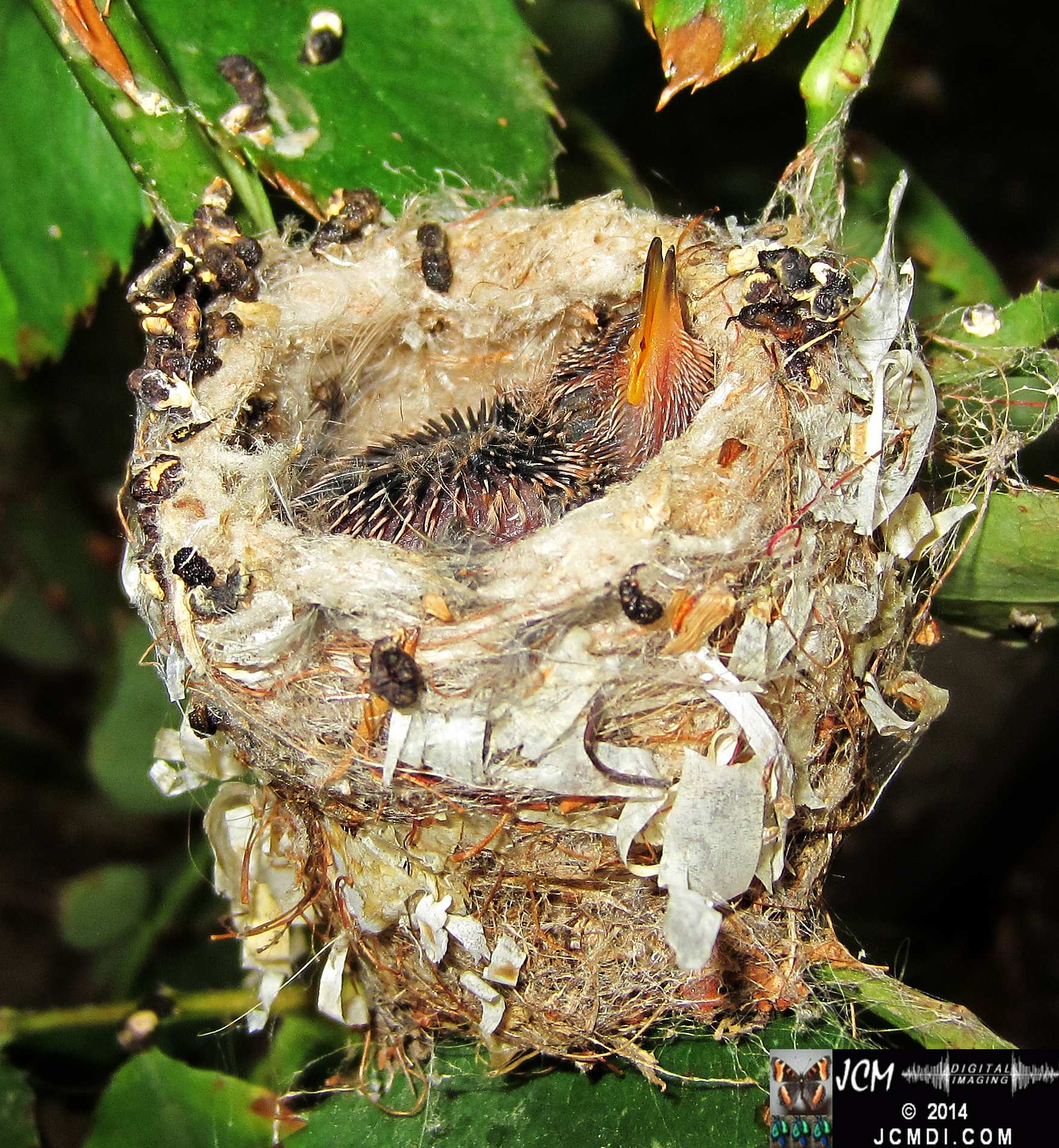 Allens Hummingbird Chick in Nest